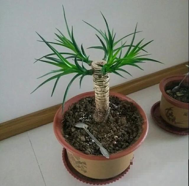 嫌花长得丑，趁现在砍头，满盆都是新叶子！