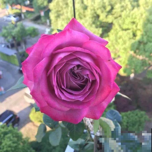 30种最漂亮的月季，春天必须来一盆，让你一次养个够！