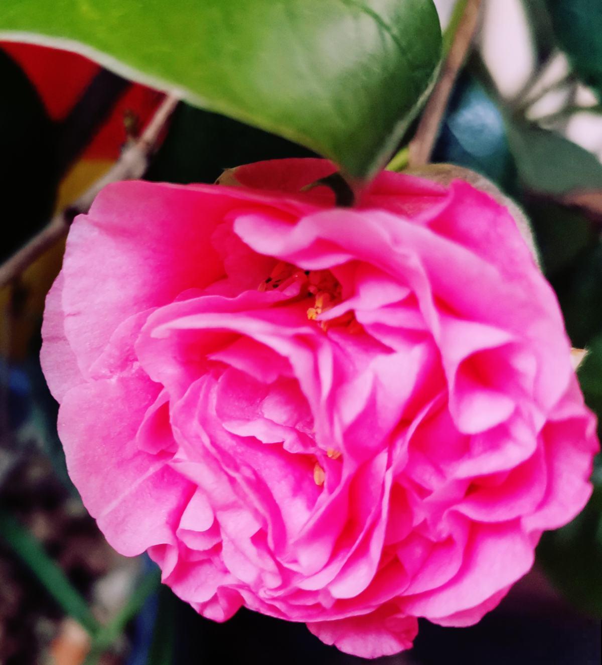 养茶花注意2方面，一树大花招来一窝蜜蜂，香味悠远惹人爱！