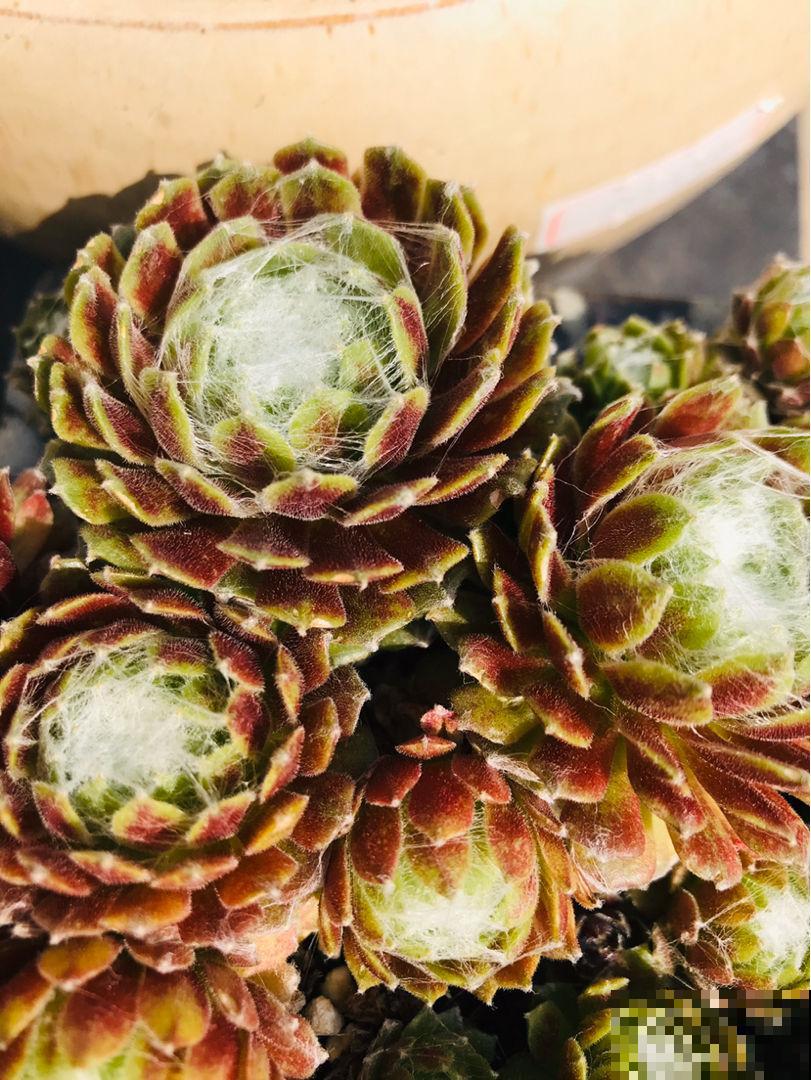 5种多肉，开花就容易死，赶紧把花箭剪掉
