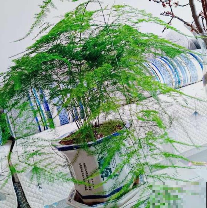好花都是浇死的，10种常见花，浇水别太勤快！