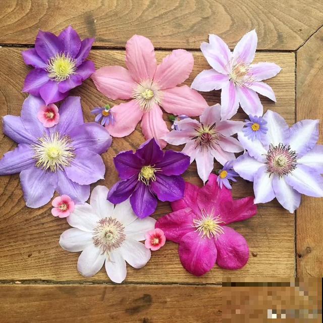 如果你有个院子，那一定要养这5种花，开花又多又香！