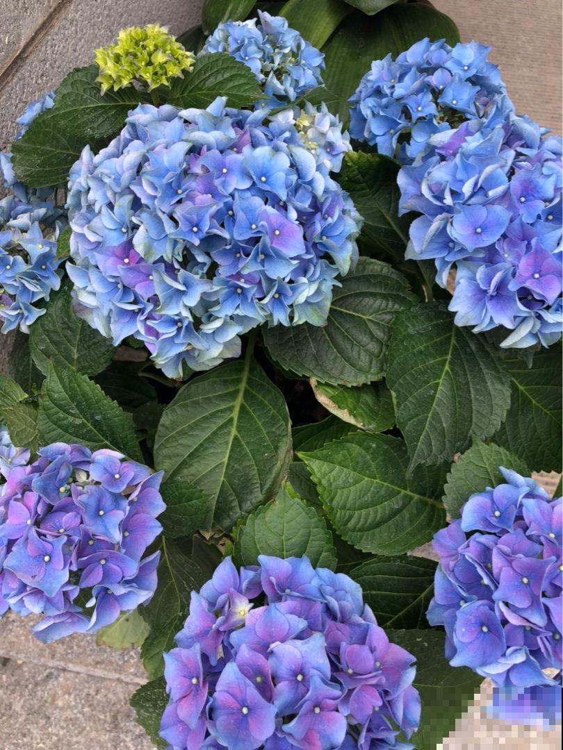 花店买花太贵了，这4种花，掐个枝在家就能养