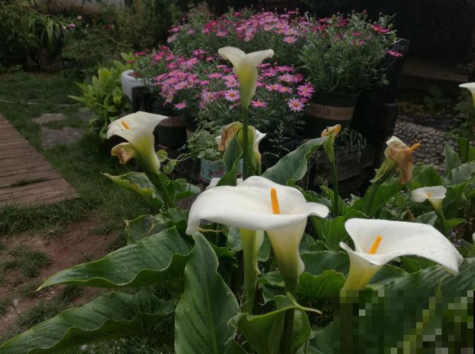 他用3年时间，把农村的小院子，改造成四季开花的花园！