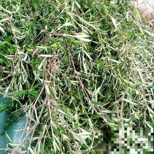 白花蛇草水你喝过吗？味道清奇，对身体极好，原料就是白花蛇舌草