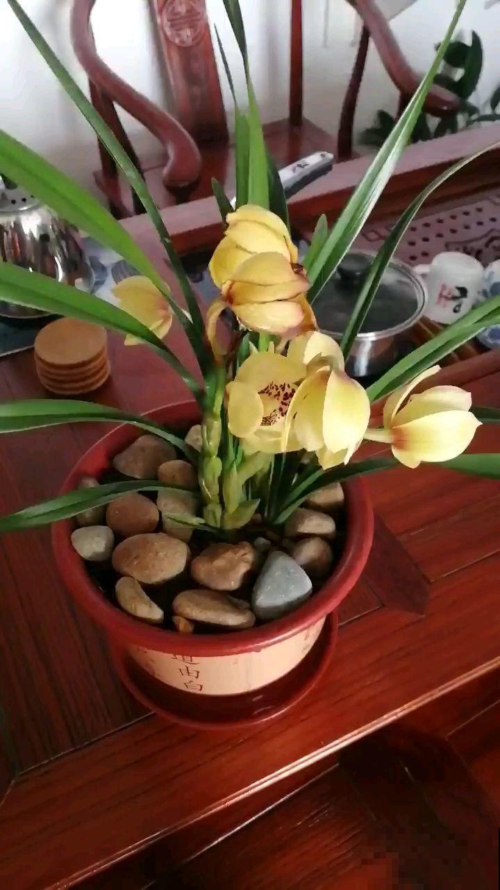 最皮实的一种兰花，叶子壮得像韭菜，新手也能养开花！
