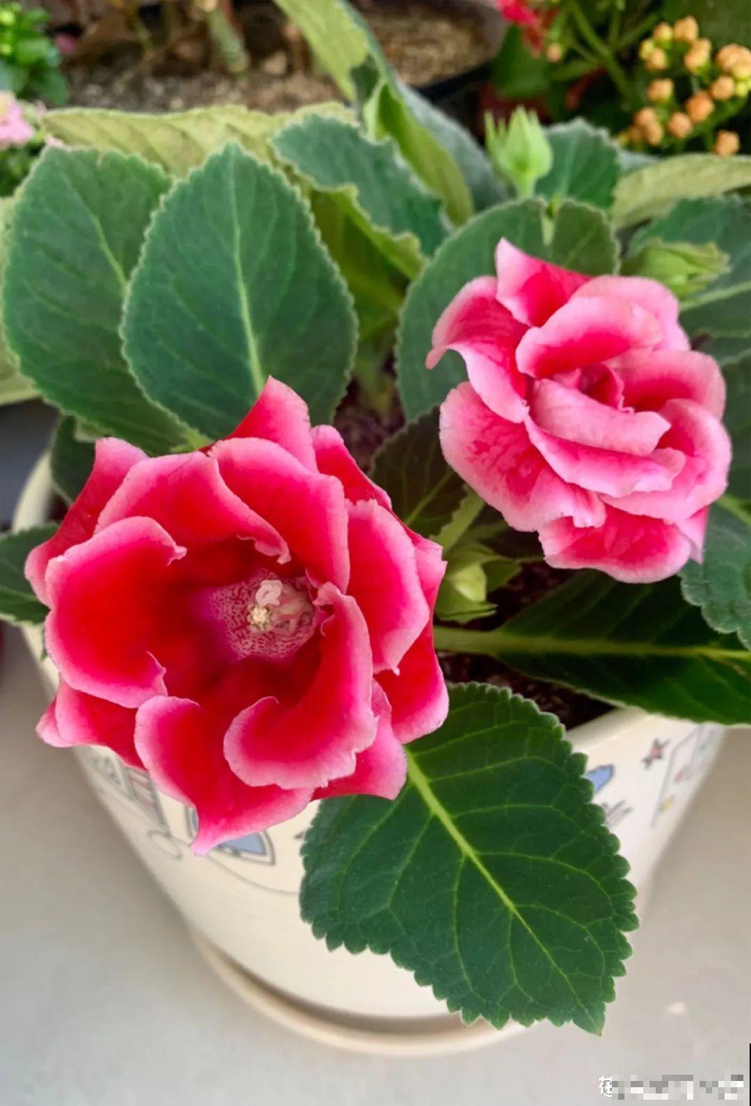 不是所有花都能喷水，这6种花要注意，喷水太多容易烂叶