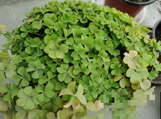 小窗台最适合养这花，开花又密又多，年年繁殖一大堆！