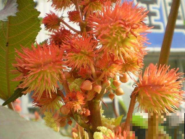 蓖麻也能种家里观赏？结出火红小刺头，热情洋溢惹人爱！