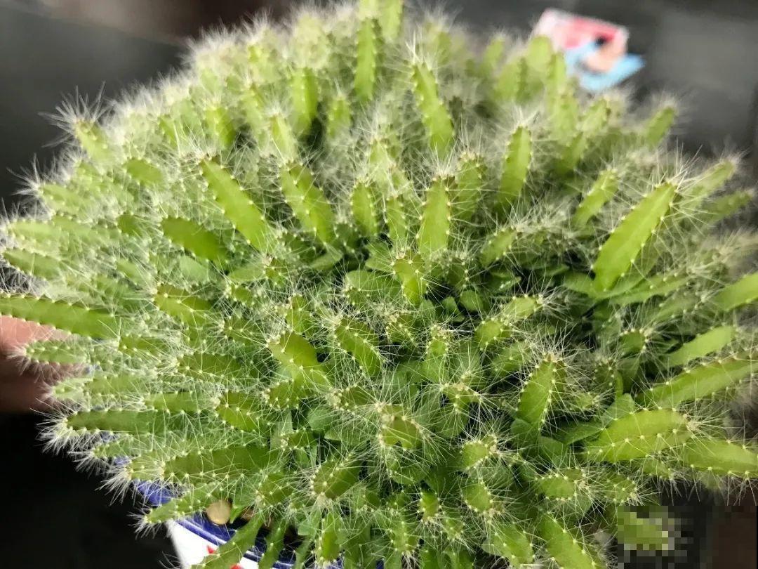吃剩的菠萝头别扔，剪一剪种土里，结出金黄大菠萝