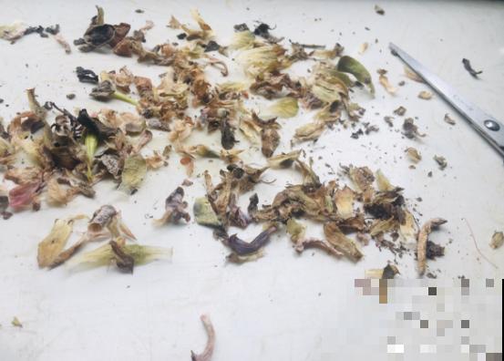 多肉这些叶子要剪掉，轻装上阵，才能呼呼长肉！