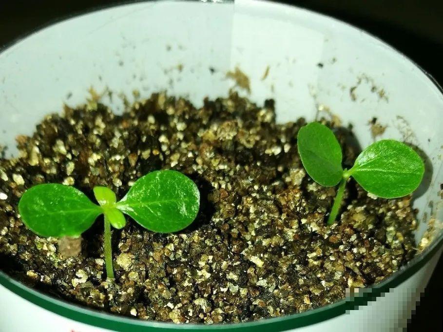 8种花不用扦插，开完花等1个月，一盆能生几十盆！