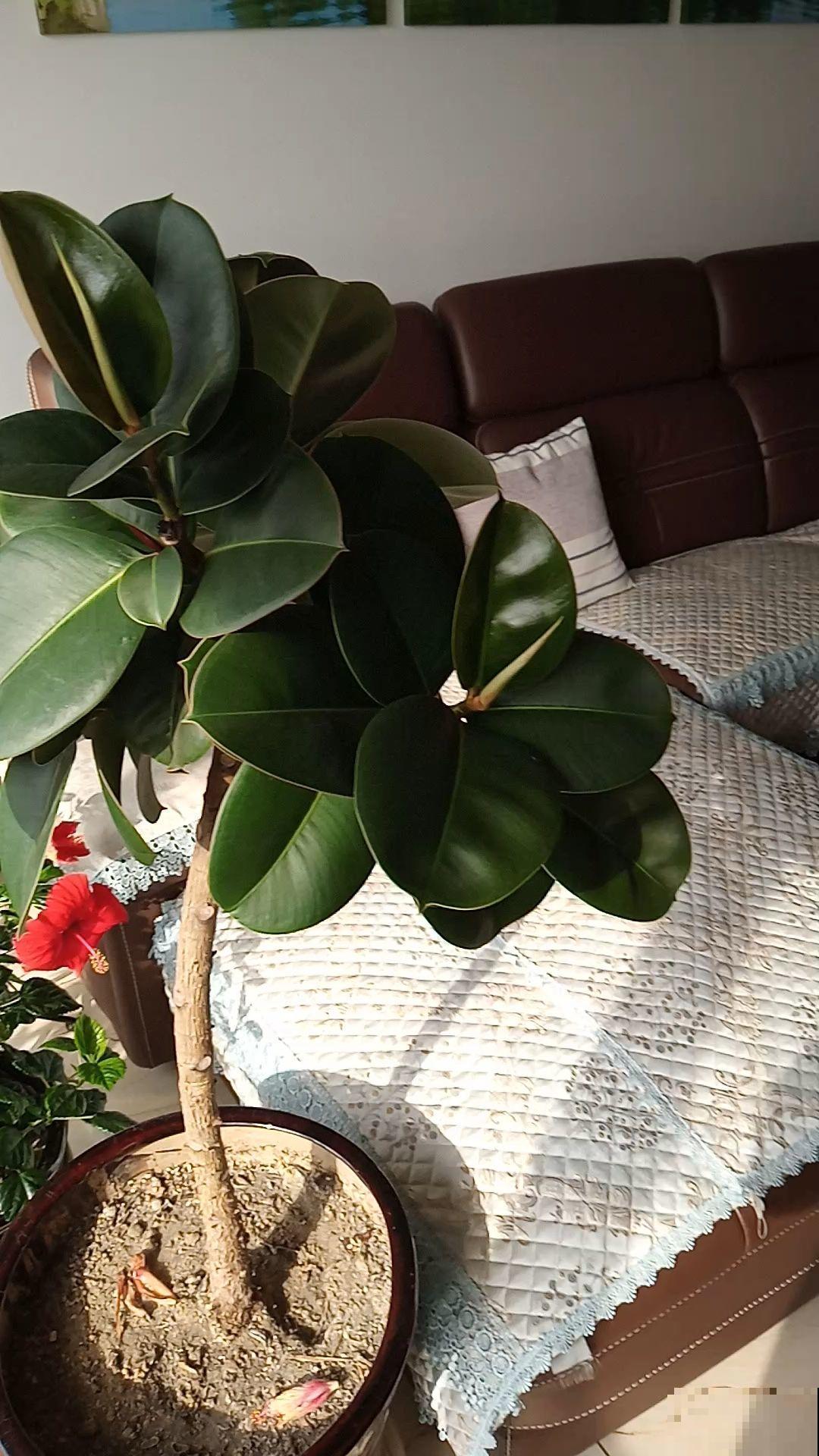 植物叶子亮到放光，全是1种小玩意的功劳，自己做的比买的好使！