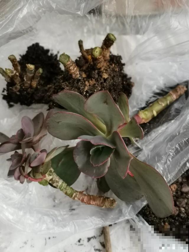 花烂根了别丢，塑料袋里捂一捂，大白根立马蹭蹭冒！