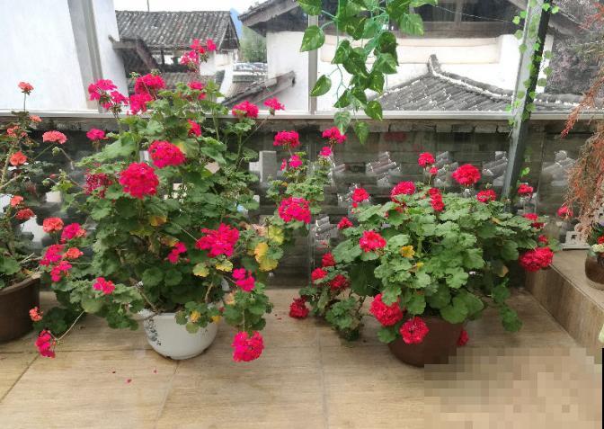 他用3年时间，把农村的小院子，改造成四季开花的花园！
