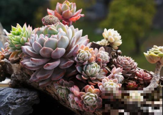 路边捡点蜂窝煤渣，碾碎拌土里，多肉呼呼长成胖墩子！