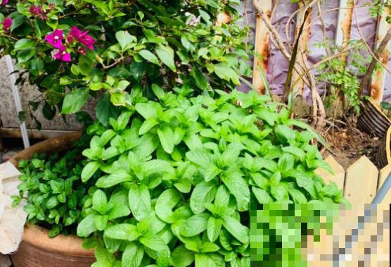 你的生日，对应的是哪种花，都进来看看吧！（上）
