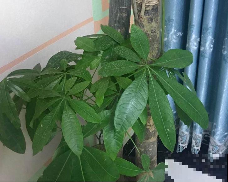叶子发黄怎么办，用这2种小东西，一周变得绿油油！