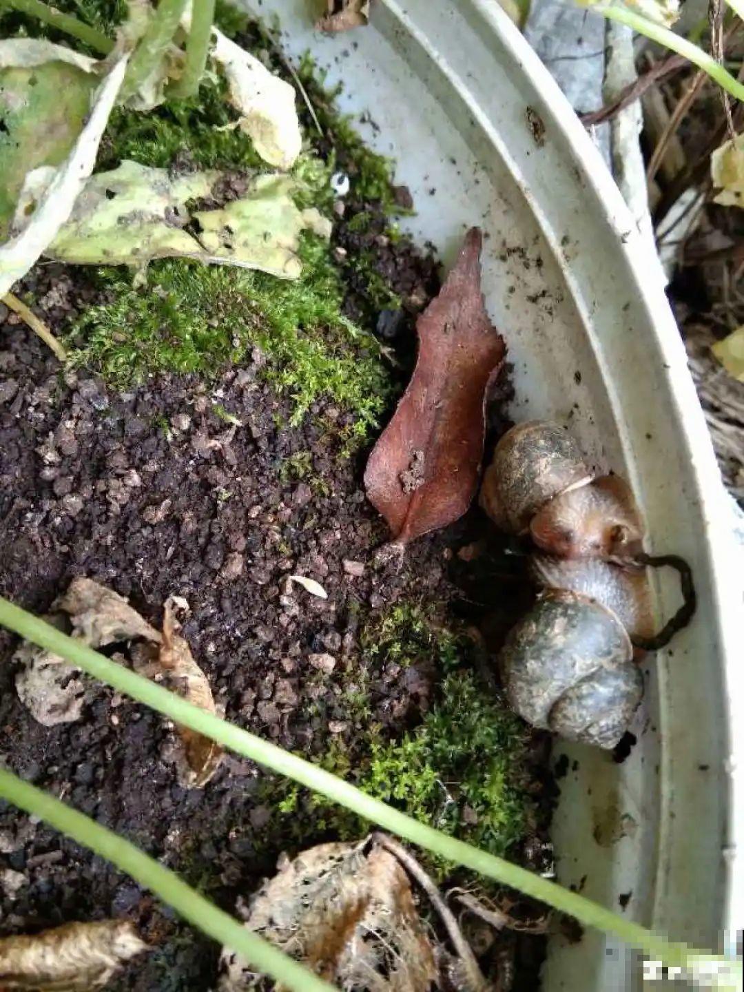 春天各种虫害来袭，花叶都要被吃没，教你新方法来杀虫！