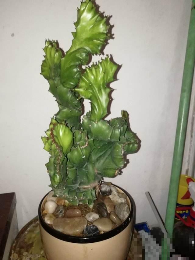 玉麒麟养过吗，晒晒太阳就能窜成大绿球，看着就过瘾！