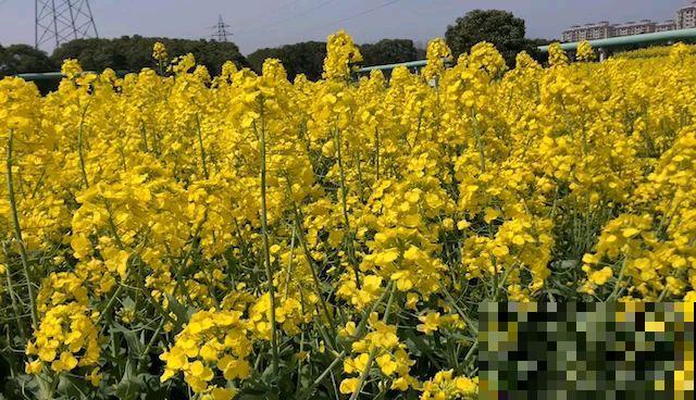 代表春天味道的5种花，每一种都是小时候的记忆，你吃过哪些？