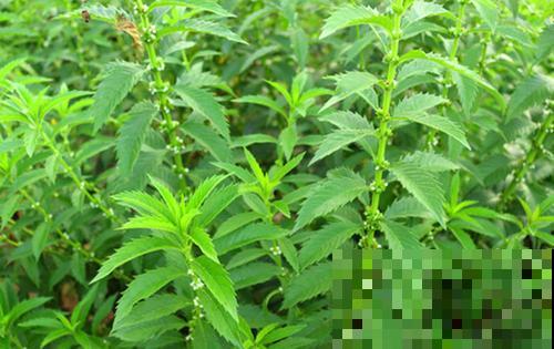 饭店端上一碟凉菜，模样像海螺，其实在家也能种出来！