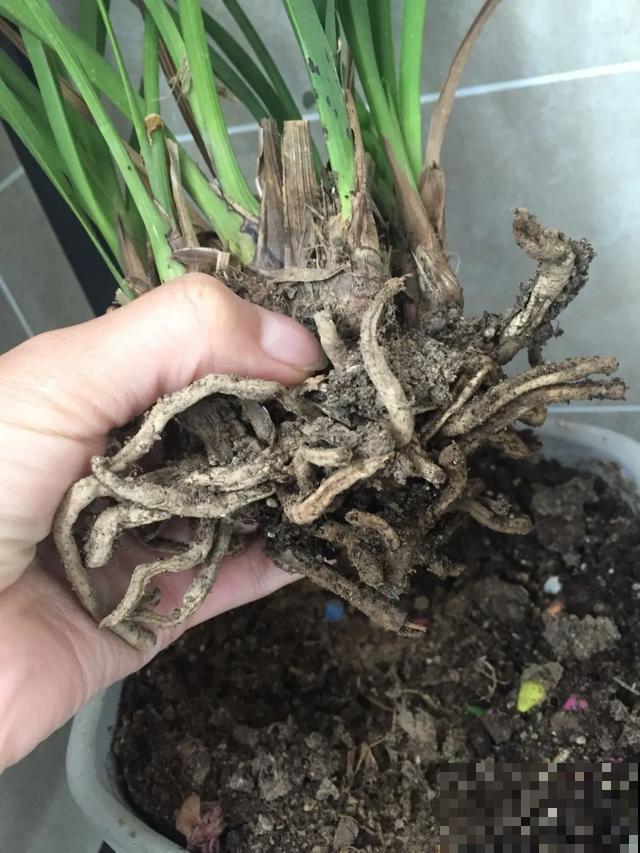 花烂根了别丢，塑料袋里捂一捂，大白根立马蹭蹭冒！
