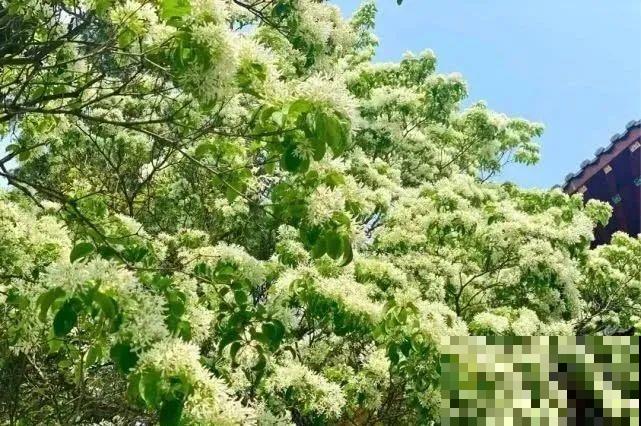 800多年的古树开花了，看到的都有好运气！