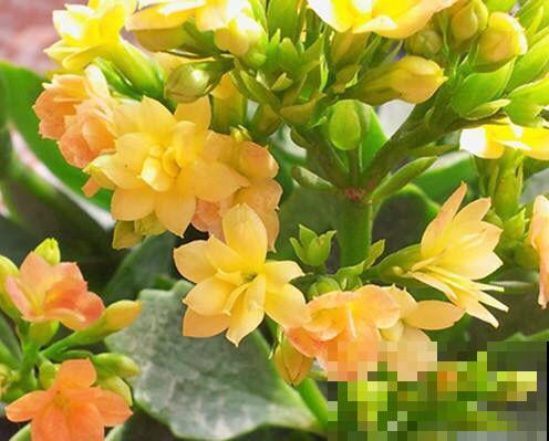 超厉害的花友，阳台摆满各种长寿花，全是免费得到的！