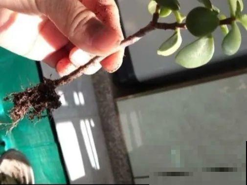 20种常见花，扦插方法大全，不用再花钱买了！
