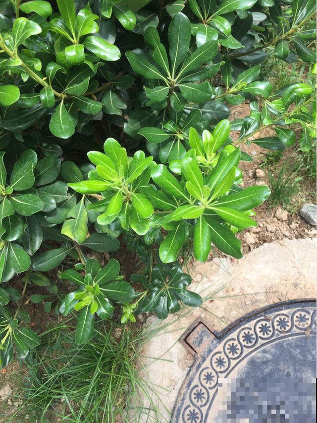邻居在垃圾桶捡了棵巴掌大的鸭掌木，回家简单一搞，长出十多盆！