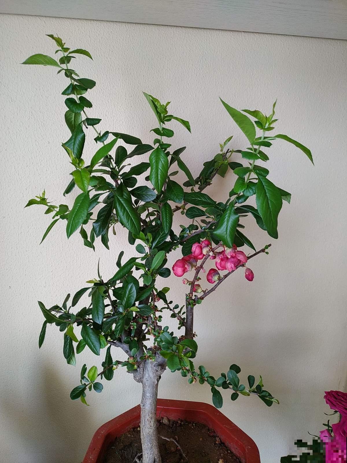 木瓜开花原来这么好看，很多人专门栽种赏花，娇艳不输海棠！