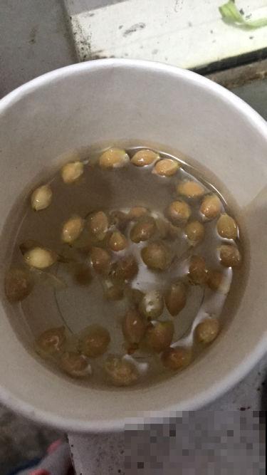 十几块钱的大樱桃，留个种子，自己在家也能种