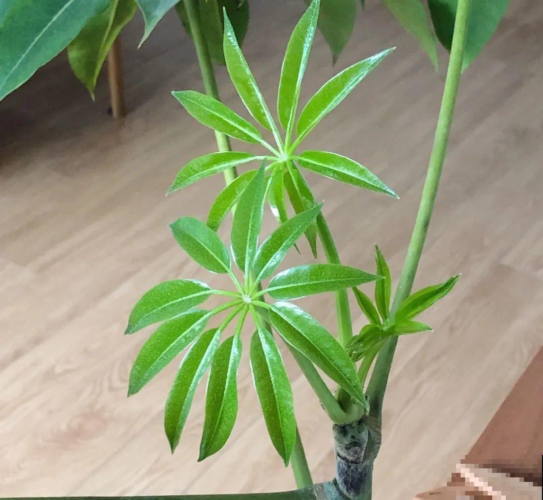 有品位的人，都爱这10种花，养一盆特有面子！