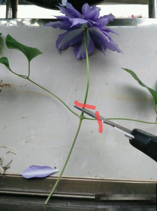 20种常见花，扦插方法大全，不用再花钱买了！