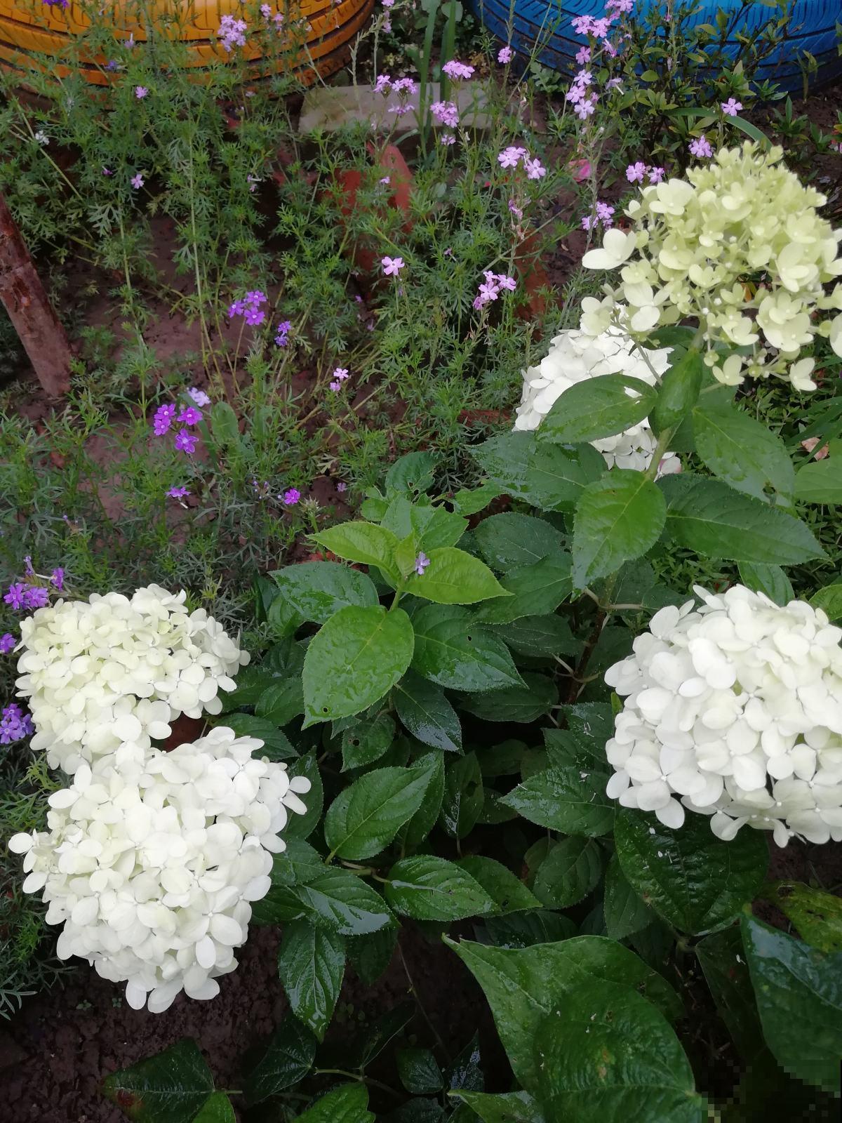 木绣球能长3米高，花比脸还大，就是很少有人养