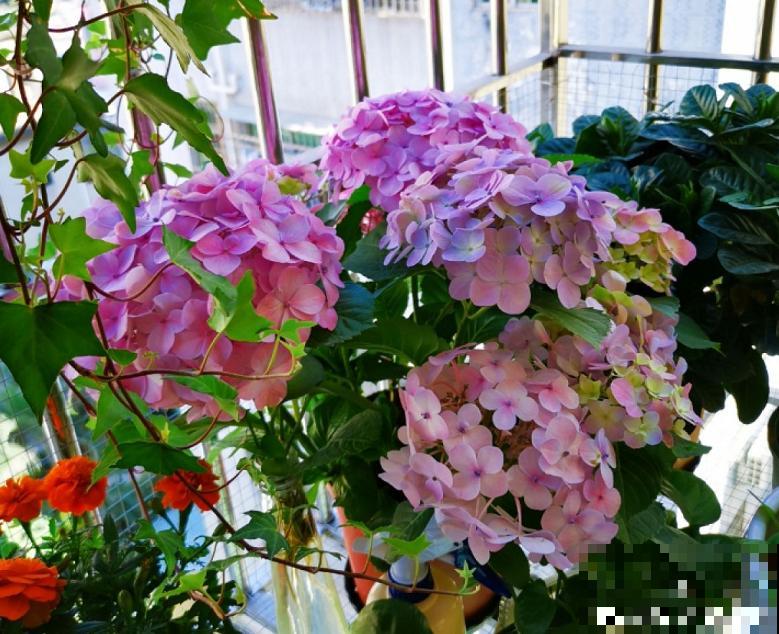 阳台院子，就养这几种花，一到4月开疯了！