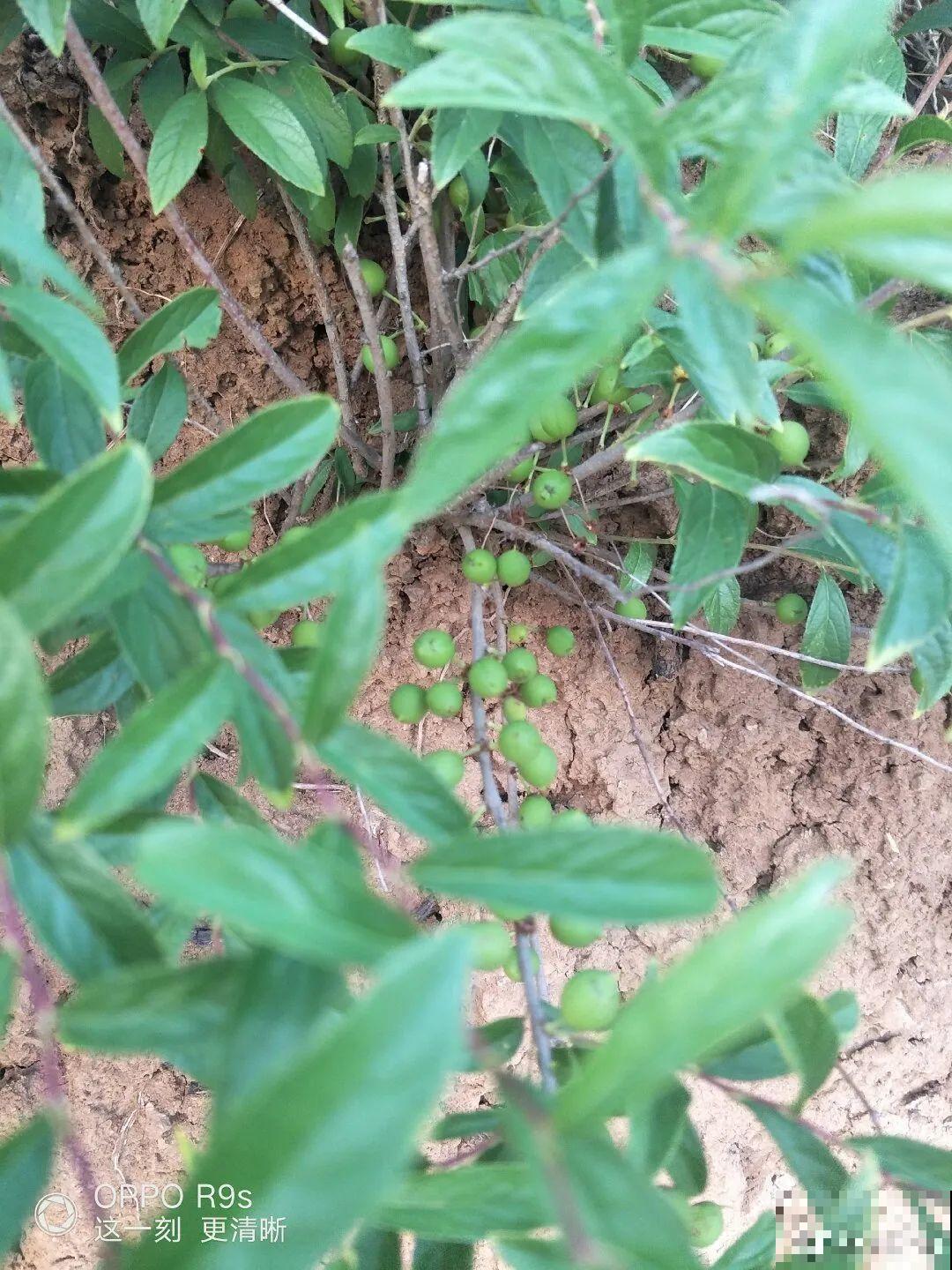 长得像樱桃的果子，却是补钙之王，老人小孩都需要！