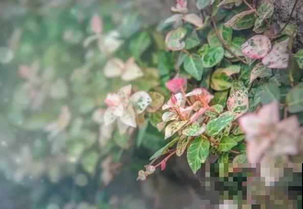 你的生日，对应的是哪种花，都进来看看吧！（上）