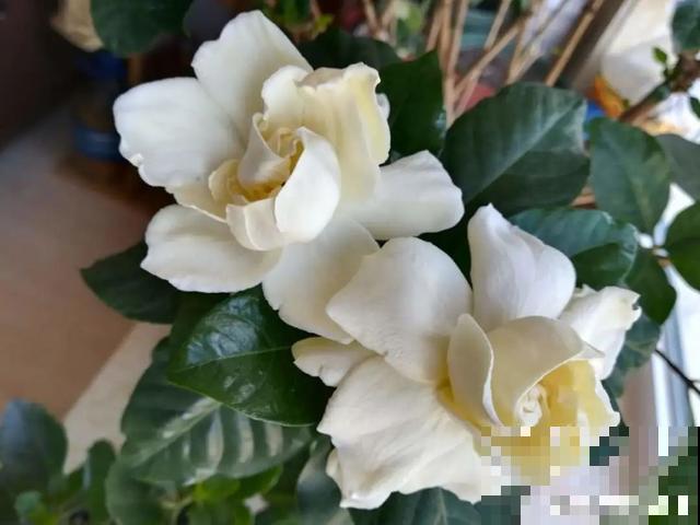 8种超难养的花，买一盆死一盆，真伤心！