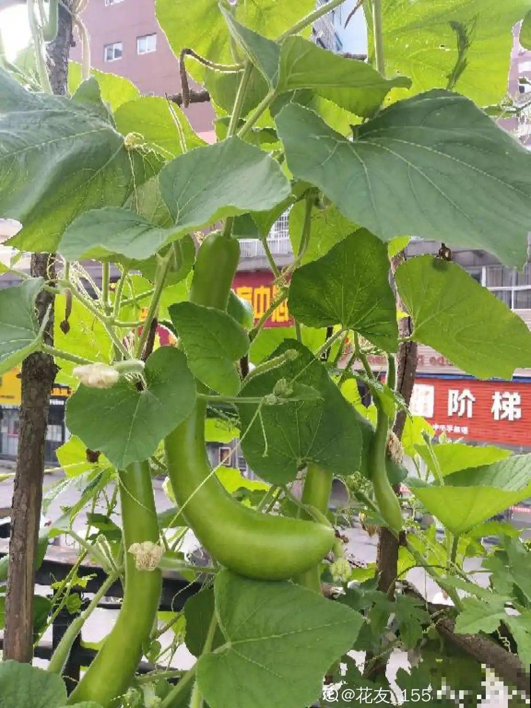 我想有个家，带个小院子，满院都是繁花！