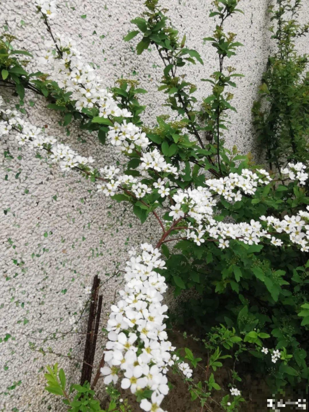 喷雪花花如其名，花量超大，开花像下雪