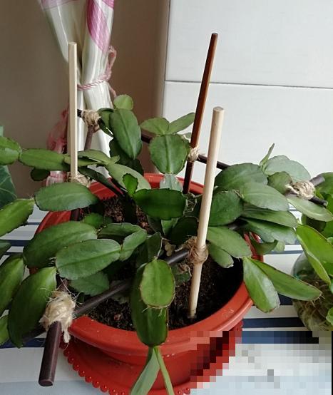 花盆里插根筷子，解决养花大难题，花越长越精神！