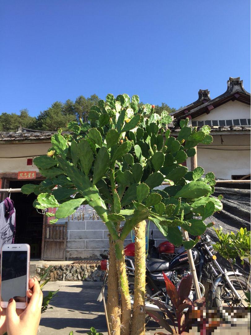 仙人掌越长越薄，简直都快变成纸，一招让它变成大胖子！