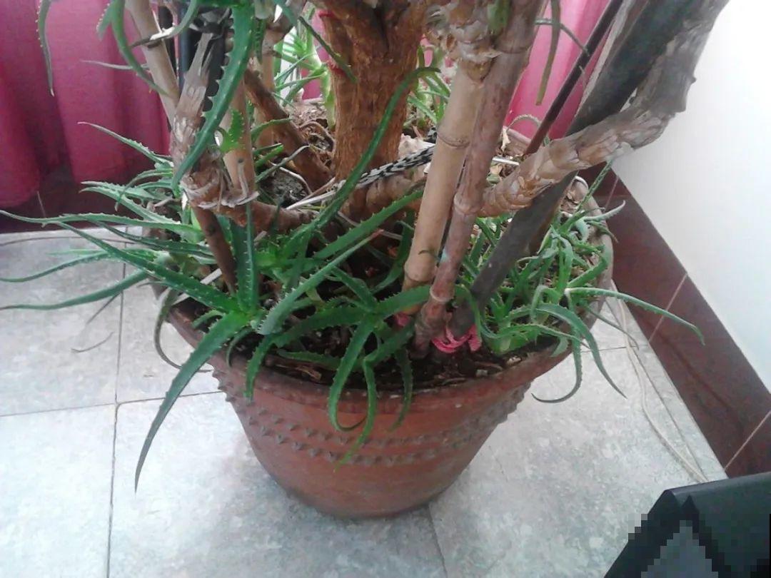 30年的芦荟，20年的龟背竹，硬生生把花养成了树！