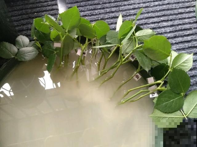 养绣球真赚了，枝条剁8段，每根都能活！