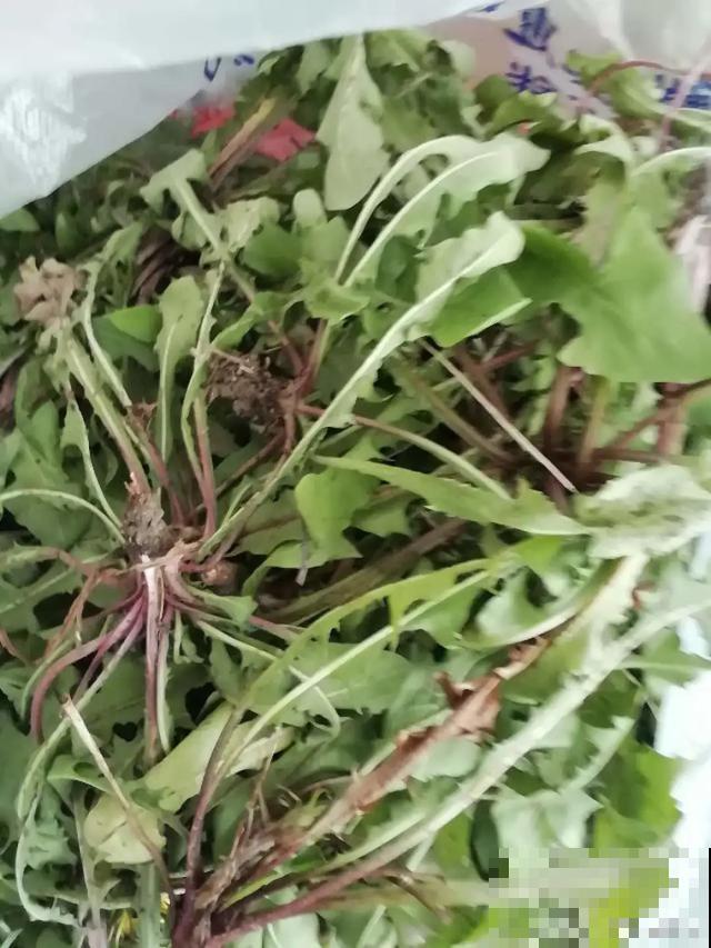 路边挖点野花，埋土里浇点水就开花，比买的还好看！