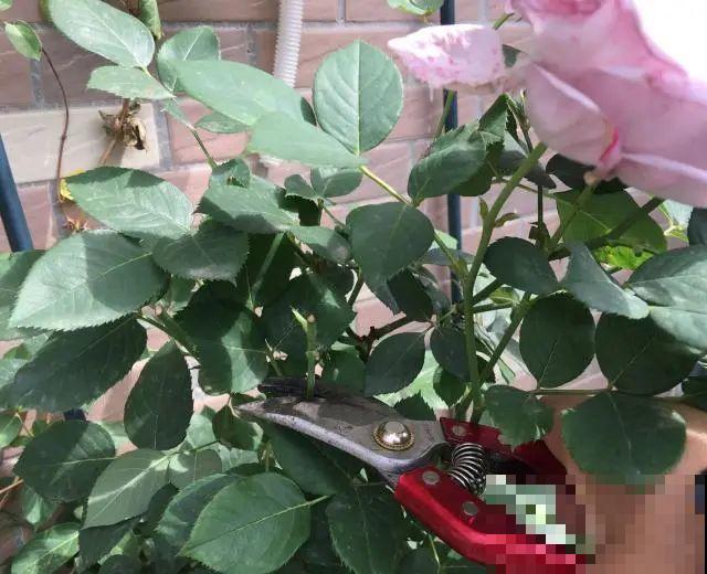 花的这个位置，千万别修剪，否则白养大半年！