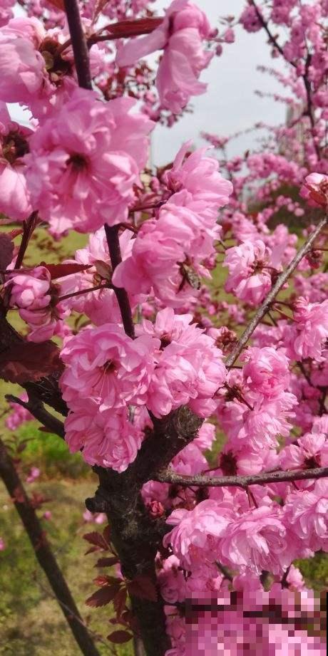 路边树开花像梅花，长的叶子像榆树，原来名字叫榆叶梅！