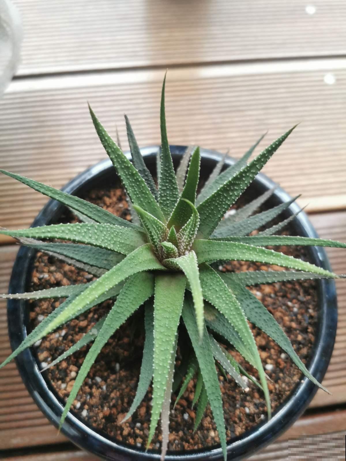 这多肉晒晒阳光就会死？真是怪胎，赶紧扔角落里保命！